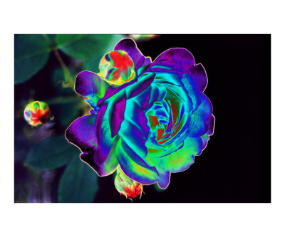 Blue Green Rose Photographic Print Blue Green Rose Photographic Print