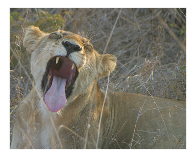 The Yawn Photographic Print The Yawn Photographic Print