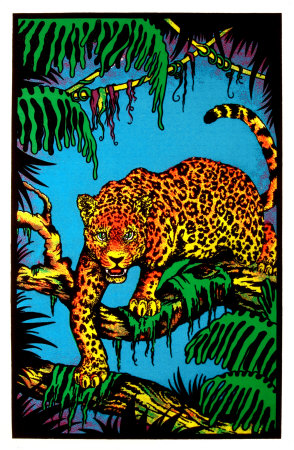 Jaguar Poster Jaguar Poster