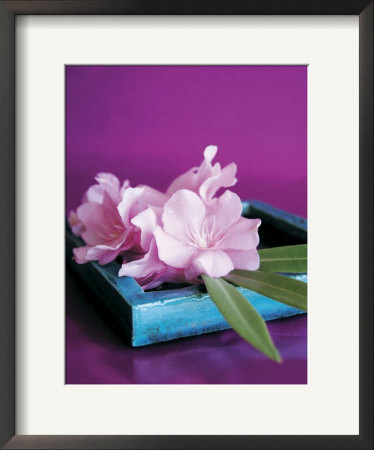 Oleander Framed Print Oleander Framed Print