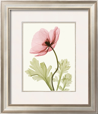 Iceland Poppy II Framed Print Iceland Poppy II Framed Print