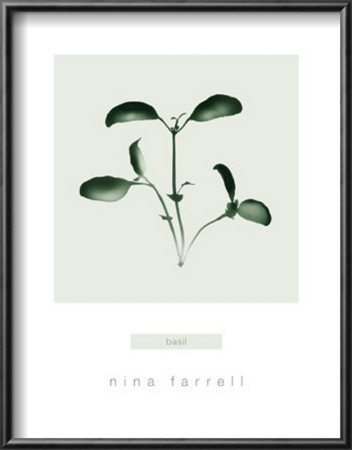 Basil Framed Print Basil Framed Print