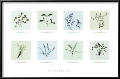 8 Herbs Framed Print 8 Herbs Framed Print