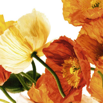 Poppies III Print Poppies III Print