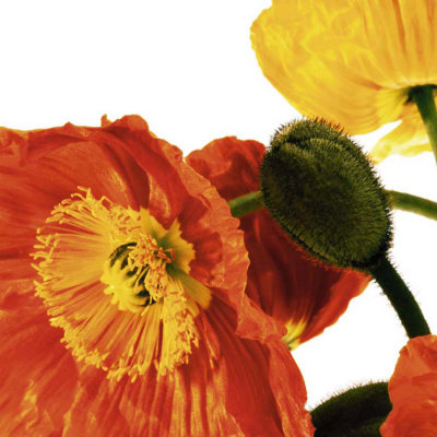 Poppies IV Print Poppies IV Print