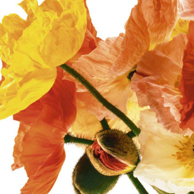 Poppies I Print Poppies I Print