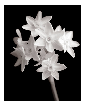 Paperwhites Photographic Print Paperwhites Photographic Print