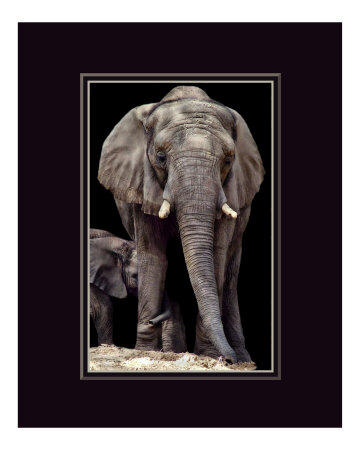 Elephant Hug Photographic Print Elephant Hug Photographic Print