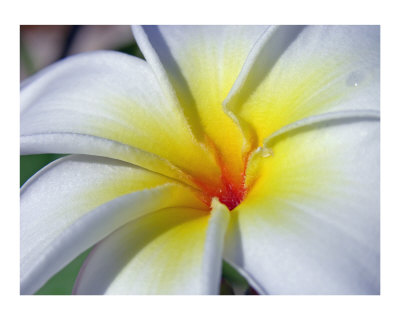 Frangipani Photographic Print Frangipani Photographic Print