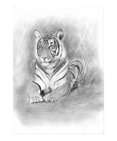 Resting Tiger Giclee Print Resting Tiger Giclee Print