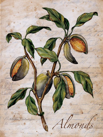 Almonds Print Almonds Print