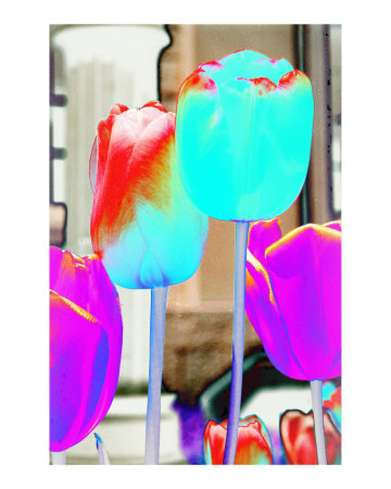 Tulips 3 Photographic Print Tulips 3 Photographic Print