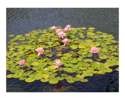 Water Lilies Photographic Print Water Lilies Photographic Print