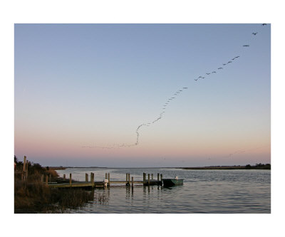 Ducks at dusk Photographic Print Ducks at dusk Photographic Print