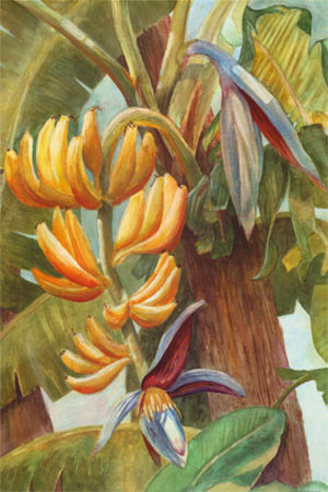 Banana Tropicana Print Banana Tropicana Print