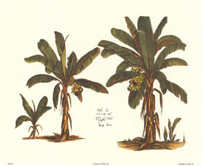 Tropical Fruits II Print Tropical Fruits II Print