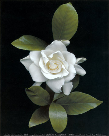 Gardenia Glory Print Gardenia Glory Print