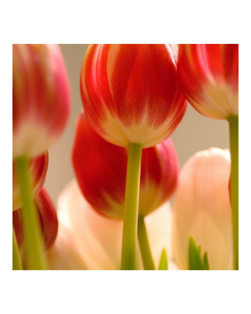 Tulips I Photographic Print Tulips I Photographic Print