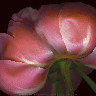 Peony Print Peony Print
