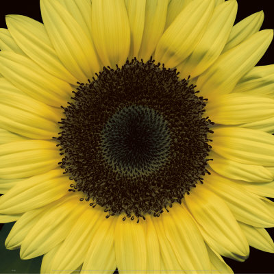 Sunflower Face Print Sunflower Face Print
