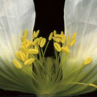 Symphony Poppy Print Symphony Poppy Print
