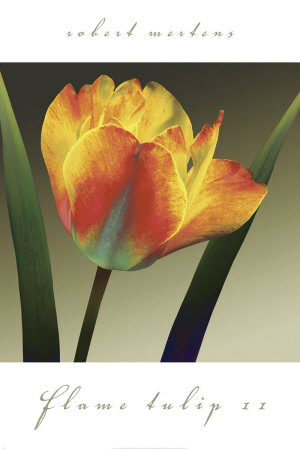 Flame Tulip II Print Flame Tulip II Print