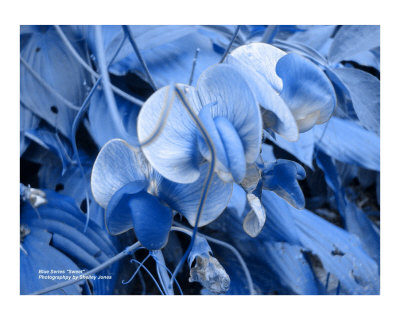 Sweetpeas Photographic Print Sweetpeas Photographic Print
