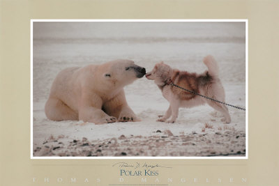 Polar Kiss Print Polar Kiss Print