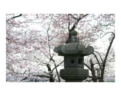 cherry blossom japanese art. Washington DC Cherry Blossom