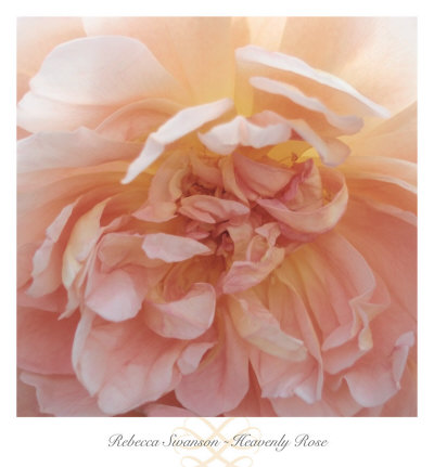 Heavenly Rose Print Heavenly Rose Print
