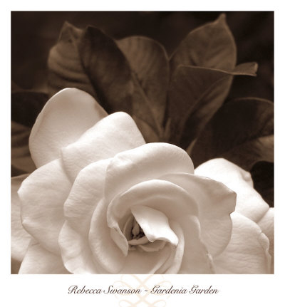 Gardenia Garden Print Gardenia Garden Print