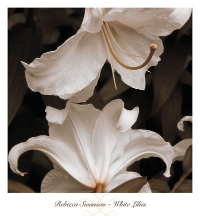 White Lilies Print White Lilies Print