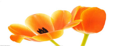 Two Orange Tulips Print Two Orange Tulips Print
