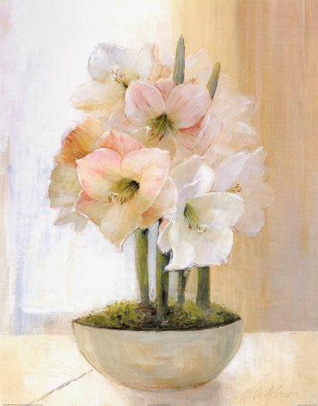 Striped Amaryllis Print Striped Amaryllis Print