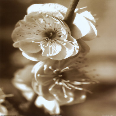 Blossom II Print Blossom II Print