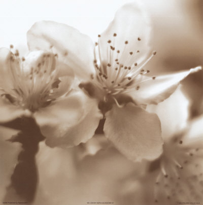 Blossom IV Print Blossom IV Print