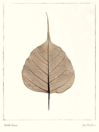 India Ficus Print India Ficus Print