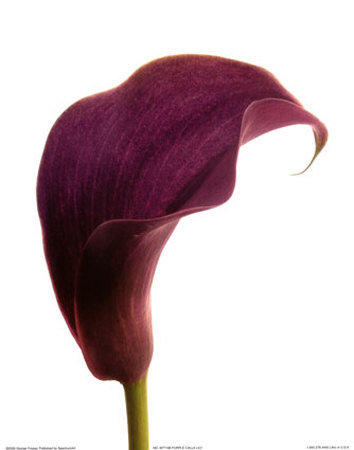 Purple Calla Lily Print Purple Calla Lily Print