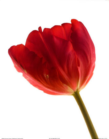 Red Tulip Print Red Tulip Print