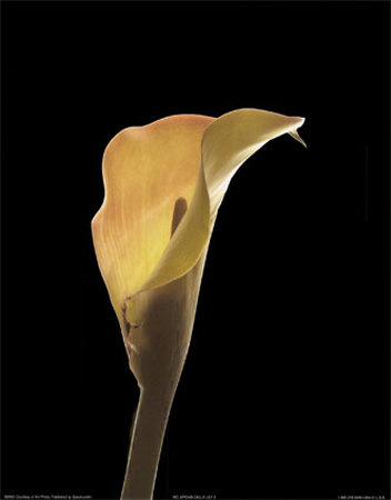 Calla Lily II Print Calla Lily II Print