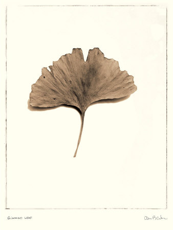 Ginkgo Leaf Print Ginkgo Leaf Print
