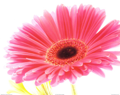 Magenta Gerbera Print Magenta Gerbera Print