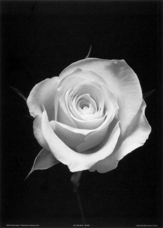Rose I Print Rose I Print