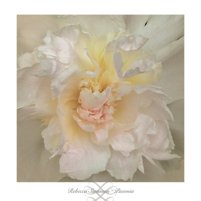 Paeonia Print Paeonia Print