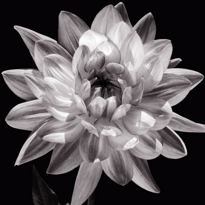 White Dahlia I Print White Dahlia I Print