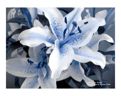 Freeze Photographic Print Freeze Photographic Print