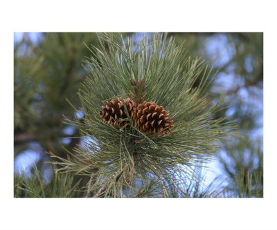 Cones Photographic Print Cones Photographic Print