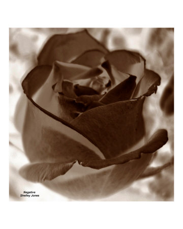 Negative Photographic Print Negative Photographic Print