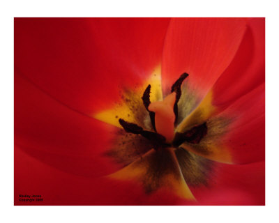 Fire Lily Photographic Print Fire Lily Photographic Print