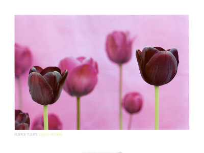 Purple Tulips Print Purple Tulips Print